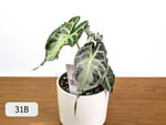 Alocasia Venom - Exact Plant Selection