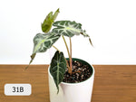 Alocasia Venom - Exact Plant Selection