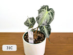 Alocasia Venom - Exact Plant Selection