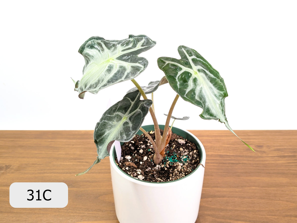 Alocasia Venom - Exact Plant Selection