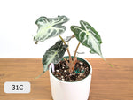 Alocasia Venom - Exact Plant Selection