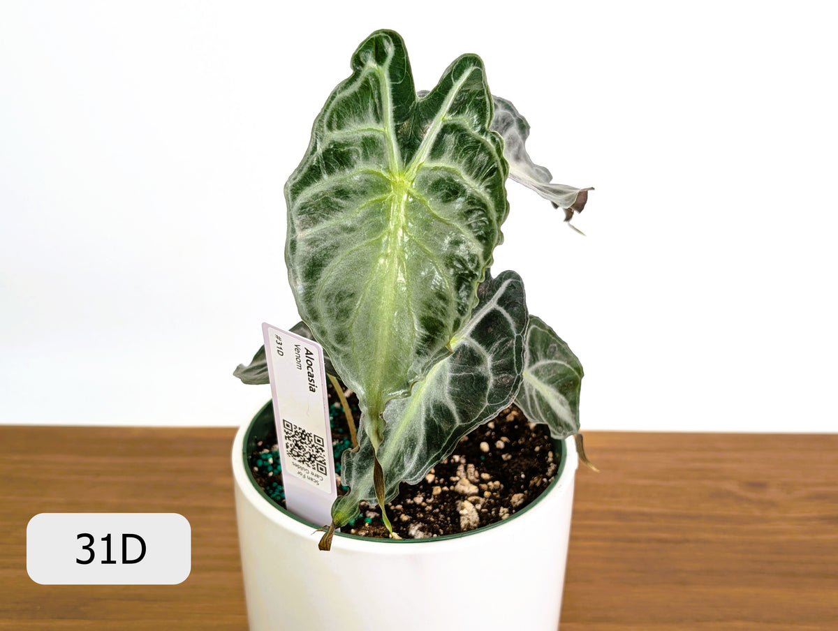 Alocasia Venom - Exact Plant Selection