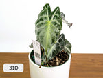 Alocasia Venom - Exact Plant Selection