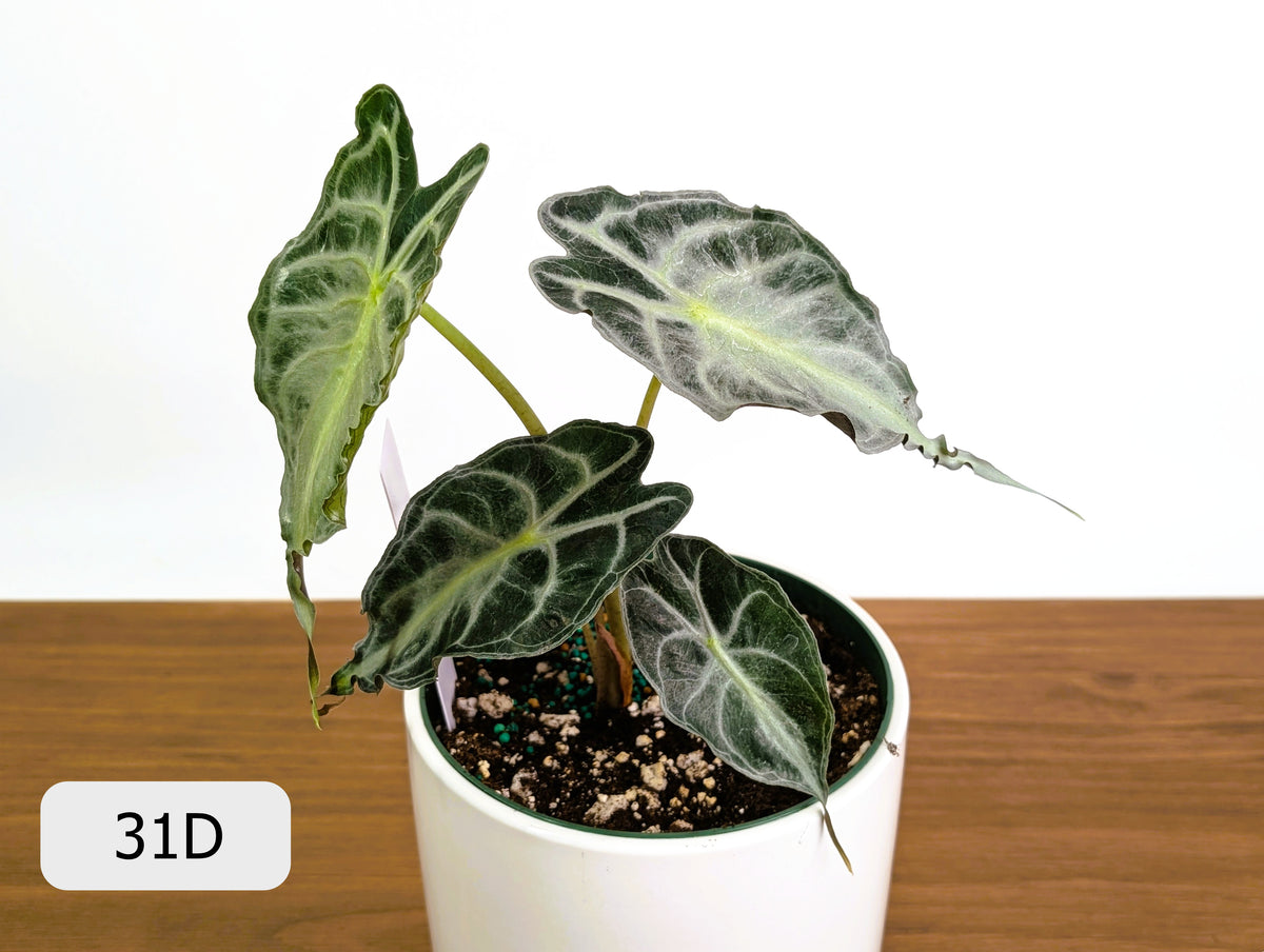 Alocasia Venom - Exact Plant Selection