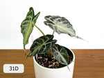 Alocasia Venom - Exact Plant Selection