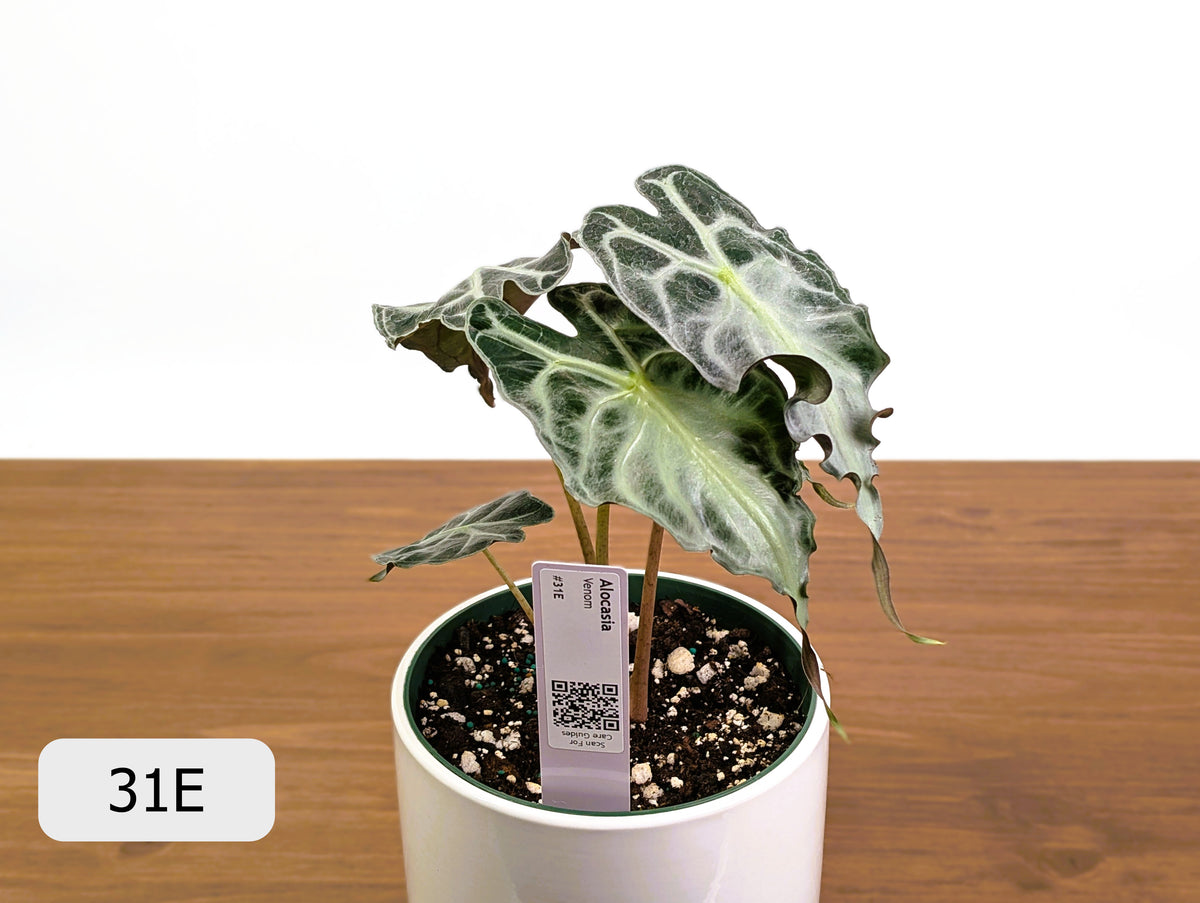 Alocasia Venom - Exact Plant Selection