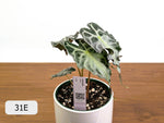 Alocasia Venom - Exact Plant Selection