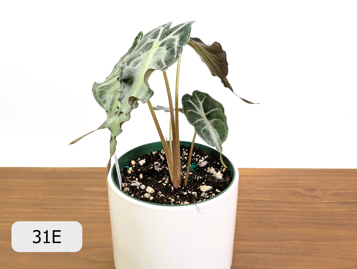 Alocasia Venom - Exact Plant Selection