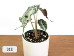 Alocasia Venom - Exact Plant Selection