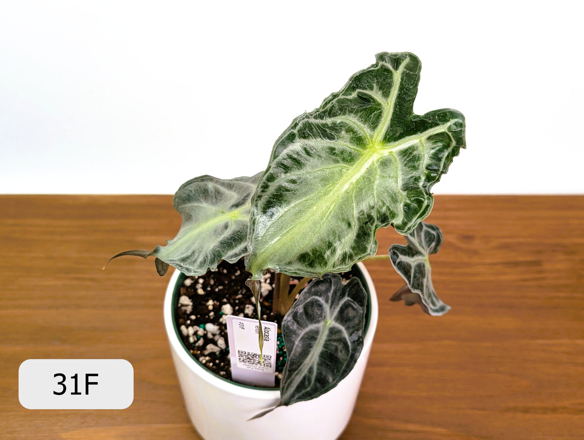 Alocasia Venom - Exact Plant Selection