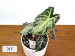 Alocasia Venom - Exact Plant Selection