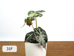 Alocasia Venom - Exact Plant Selection