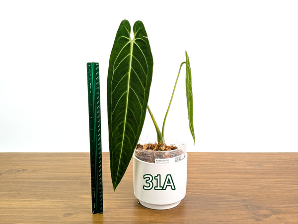 Anthurium Warocqueanum - Pick Your Exact Mature Plant