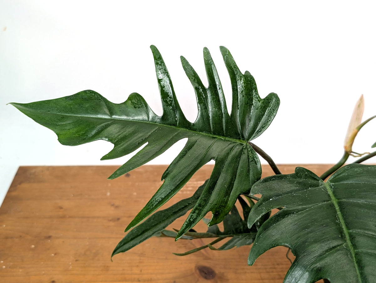 Philodendron Florida Beauty x Tortum (Green) Exact Plant #37A