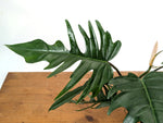 Philodendron Florida Beauty x Tortum (Green) Exact Plant #37A