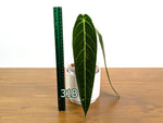 Anthurium Warocqueanum - Pick Your Exact Mature Plant