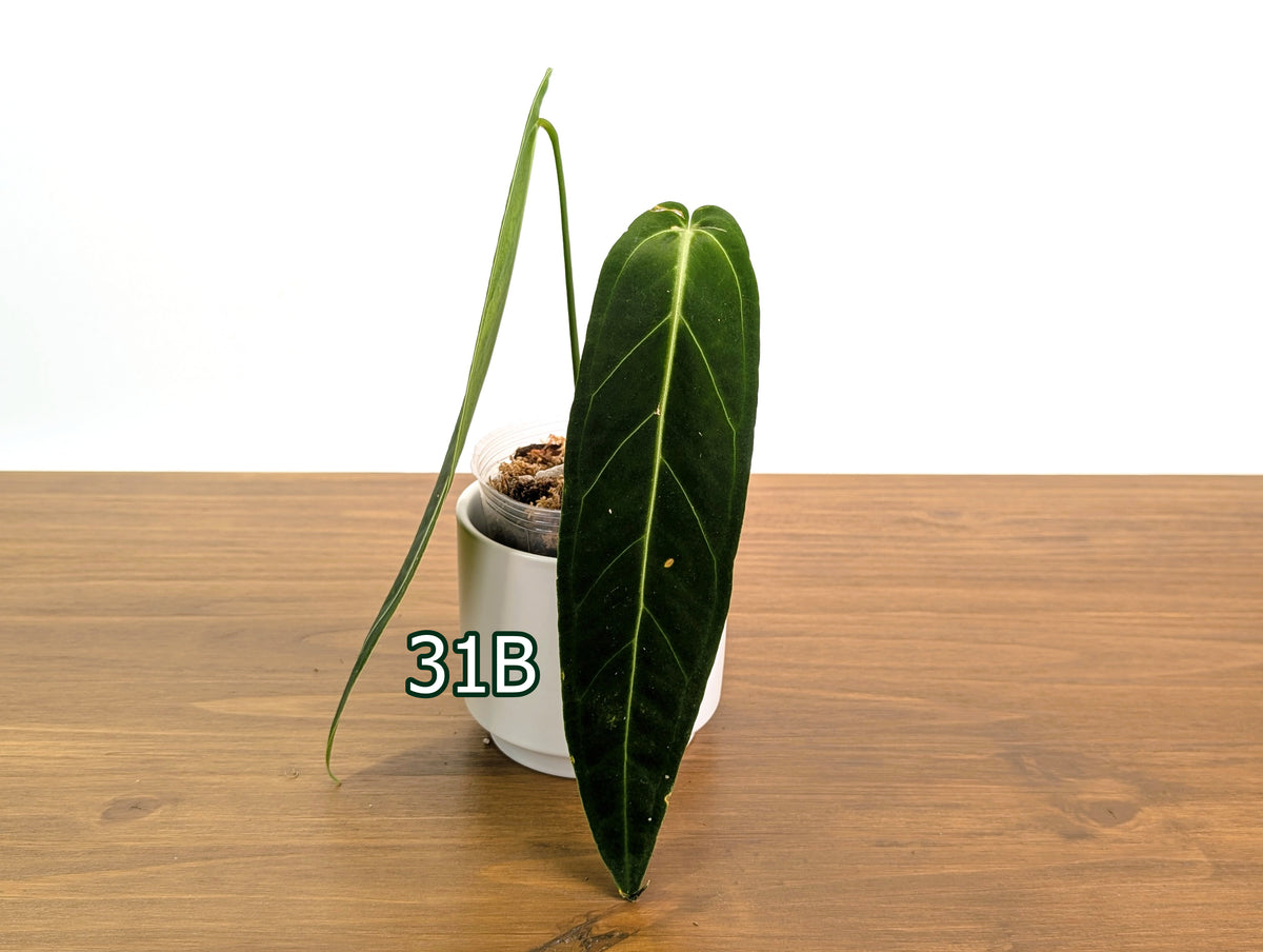 Anthurium Warocqueanum - Pick Your Exact Mature Plant
