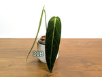 Anthurium Warocqueanum - Pick Your Exact Mature Plant