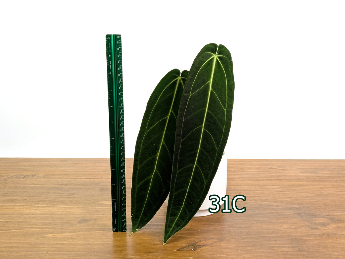 Anthurium Warocqueanum - Pick Your Exact Mature Plant