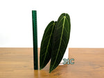 Anthurium Warocqueanum - Pick Your Exact Mature Plant