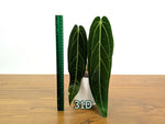 Anthurium Warocqueanum - Pick Your Exact Mature Plant