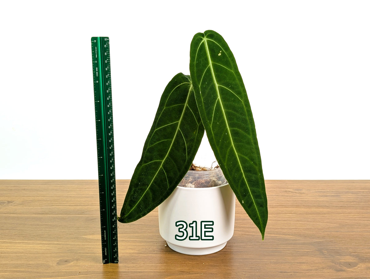 Anthurium Warocqueanum - Pick Your Exact Mature Plant