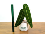 Anthurium Warocqueanum - Pick Your Exact Mature Plant