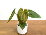 Anthurium Raven Soul (Crystallinum x Luxurians)