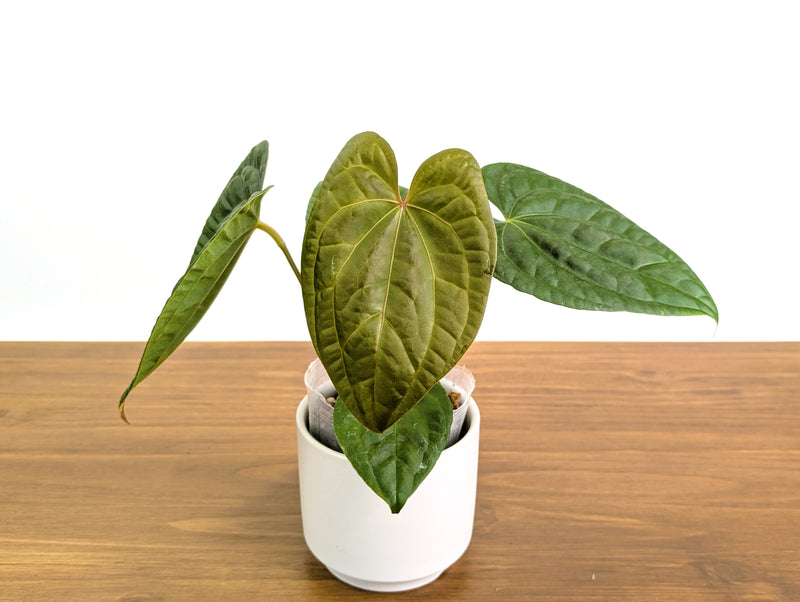 Anthurium Raven Soul (Crystallinum x Luxurians)