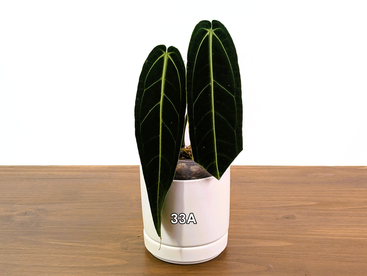 Anthurium Warocqueanum - Pick Your Exact One of a Kind Plant