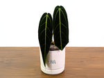 Anthurium Warocqueanum - Pick Your Exact One of a Kind Plant
