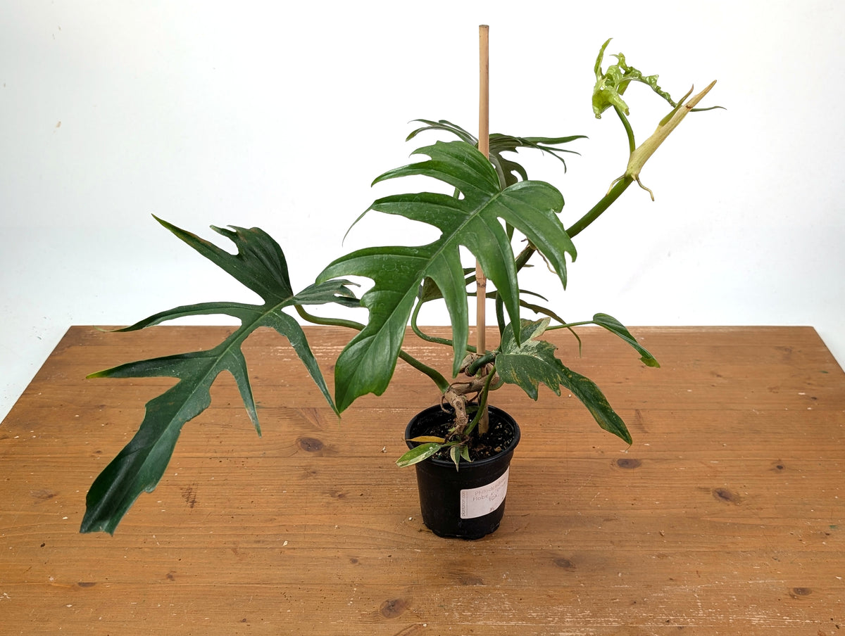 Philodendron Florida Beauty x Tortum (Variegated) Exact Plant #10A