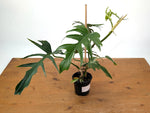 Philodendron Florida Beauty x Tortum (Variegated) Exact Plant #10A