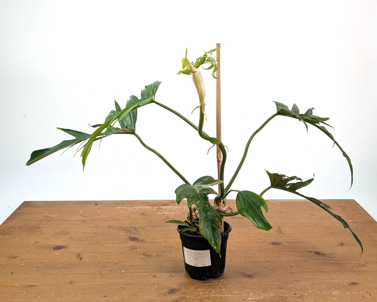 Philodendron Florida Beauty x Tortum (Variegated) Exact Plant #10A