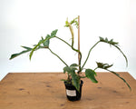 Philodendron Florida Beauty x Tortum (Variegated) Exact Plant #10A