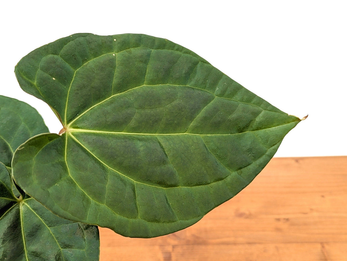 Anthurium Raven Soul (Crystallinum x Luxurians)