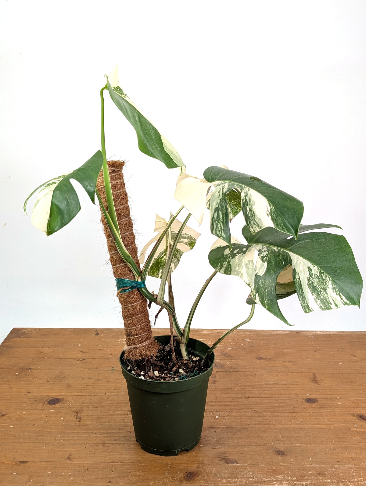 Monstera deliciosa 'Albo Variegata' - Exact Plant #20C - 6" Pot