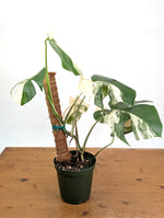 Monstera deliciosa 'Albo Variegata' - Exact Plant #20C - 6" Pot