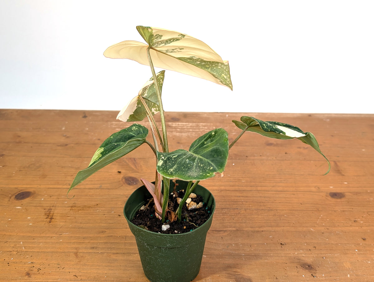 Philodendron Gloriosum Variegated (Type 2) - EXACT Plant #19A