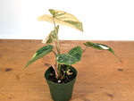 Philodendron Gloriosum Variegated (Type 2) - EXACT Plant #19A