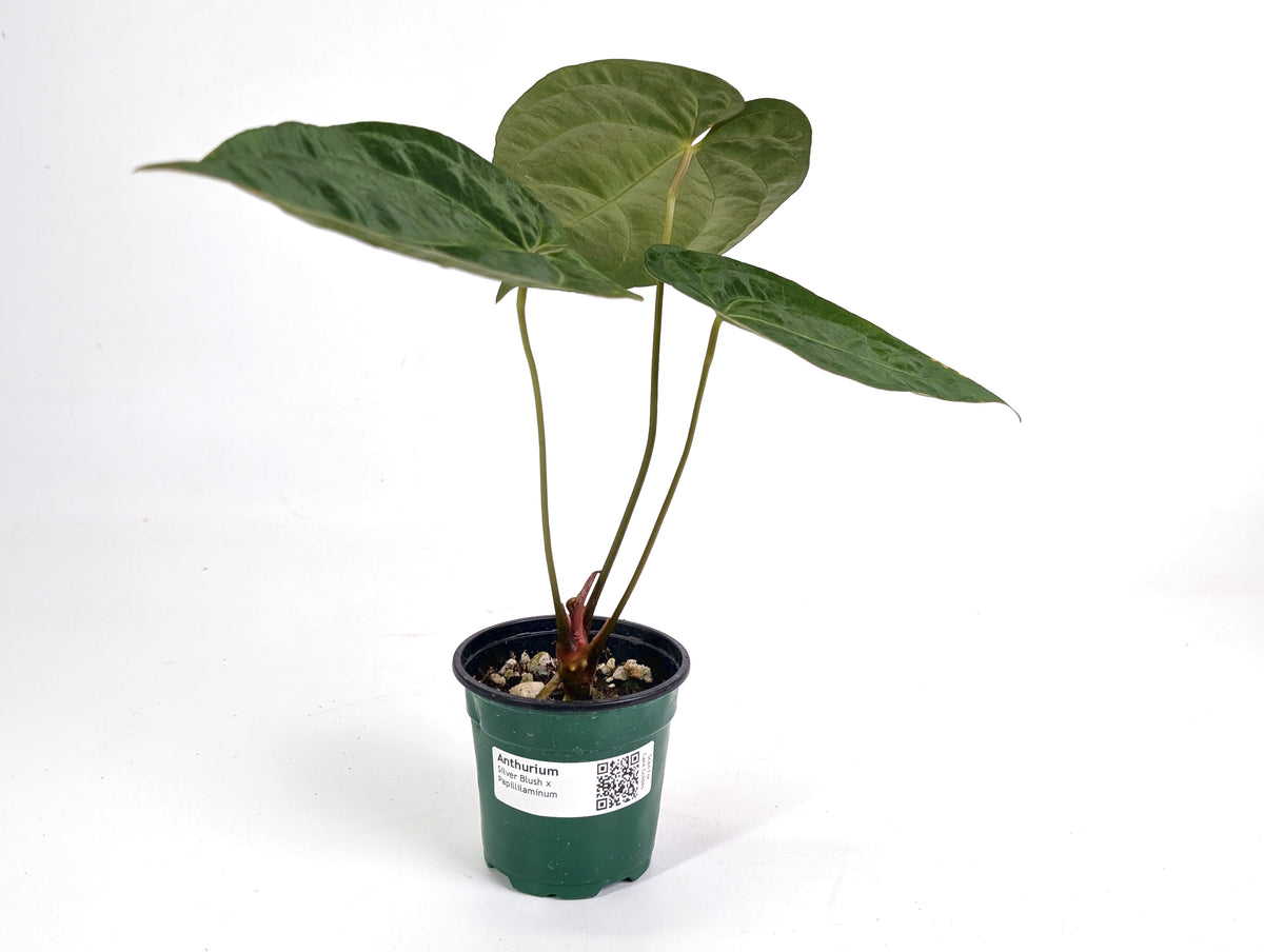 Anthurium Silver Blush x Papillilamimum