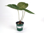 Anthurium Silver Blush x Papillilamimum
