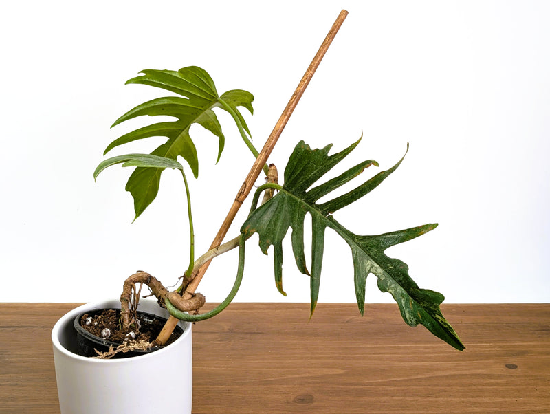 Philodendron Florida Beauty x Tortum (Variegated) Exact Plant #10A
