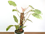 Philodendron Shady Lady - Exact Plant #25A - Approx 2ft Tall
