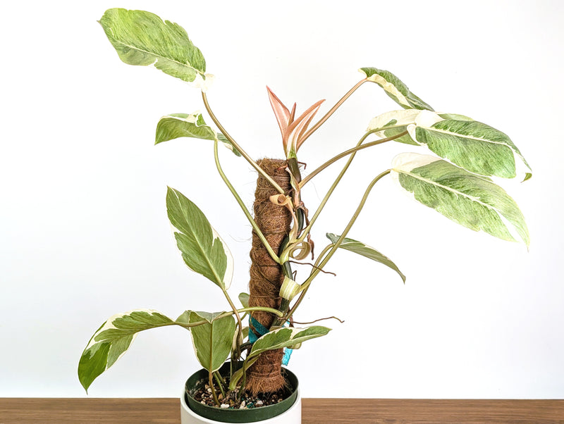 Philodendron Shady Lady - Exact Plant #25A - Approx 2ft Tall
