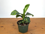 Musa Cavendish Dwarf Variegated Banana Tree
