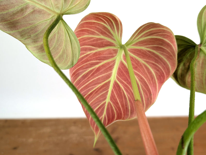 Philodendron Rubrijuvenile 'El Choco Red'