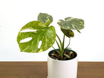 Monstera Legacy