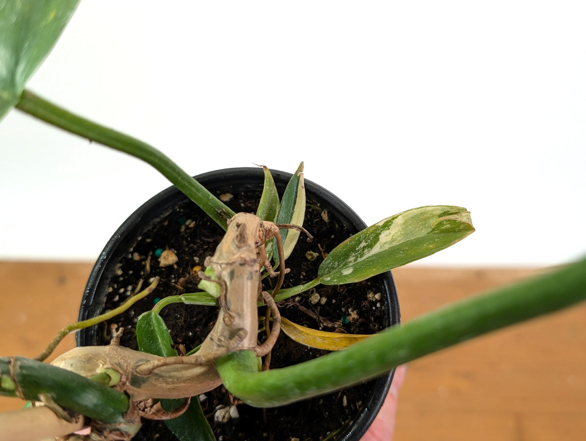 Philodendron Florida Beauty x Tortum (Variegated) Exact Plant #10A