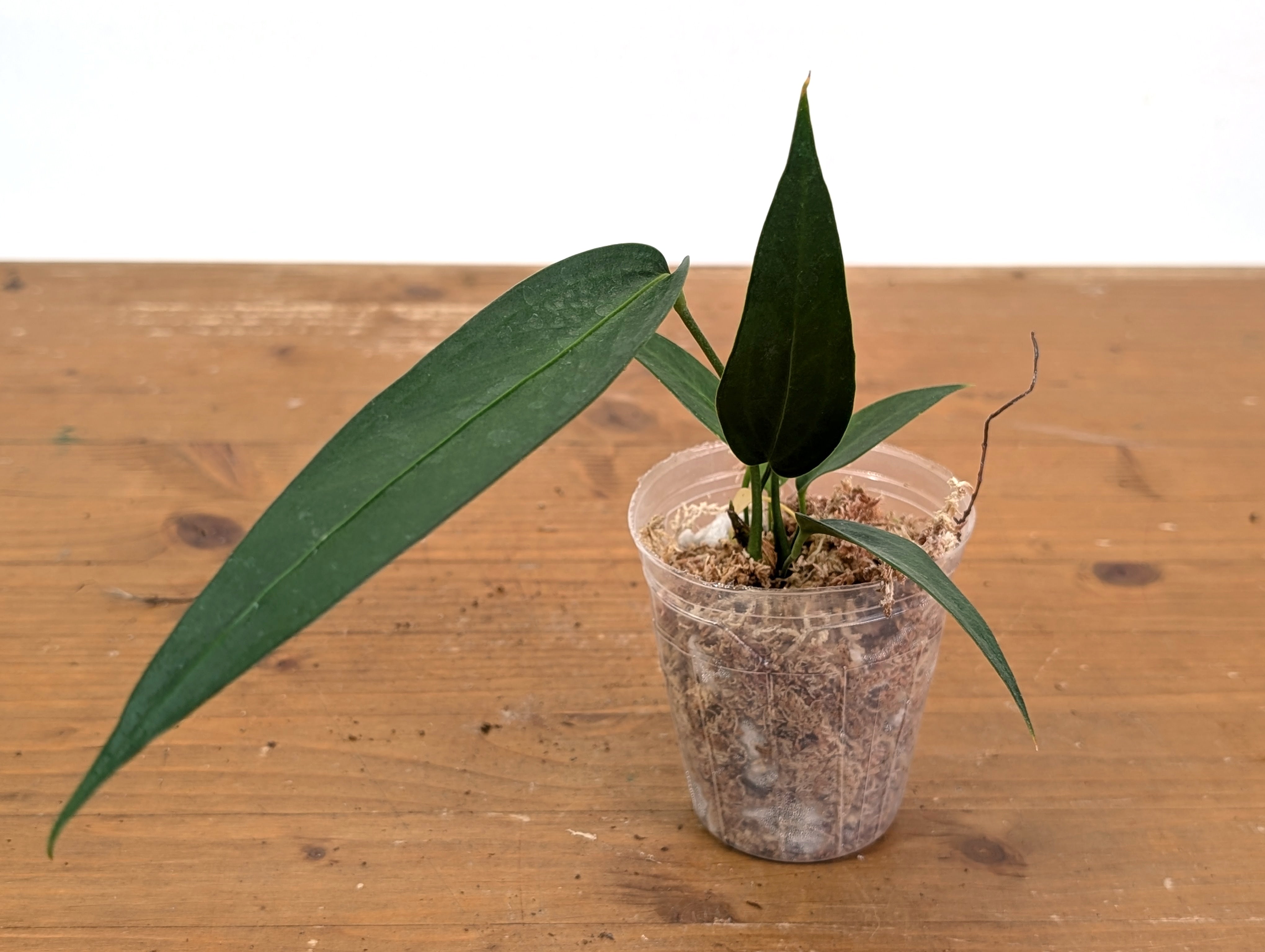 Anthurium Wendlingeri – Plantamani Plants